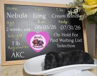 Nebula, a female Miniature Dachshund for sale in Hoquiam, WA – 2 of 2