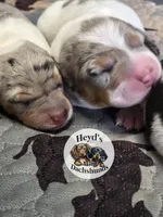 Vhagar, a male Dachshund for sale in Hoquiam, WA – 3 of 6