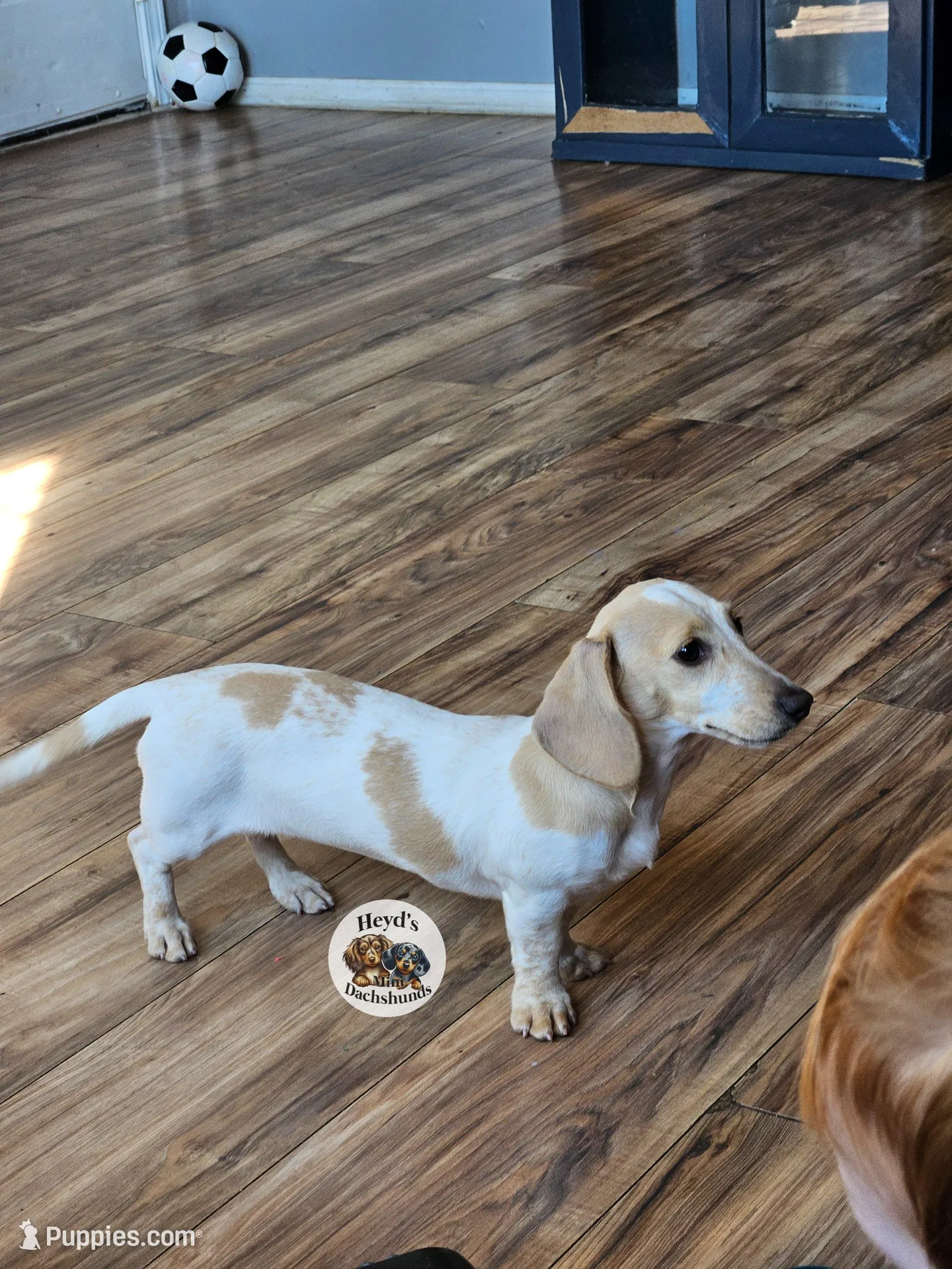 Pandora, a female Miniature Dachshund for sale in Hoquiam, WA – Photo 4 of 4