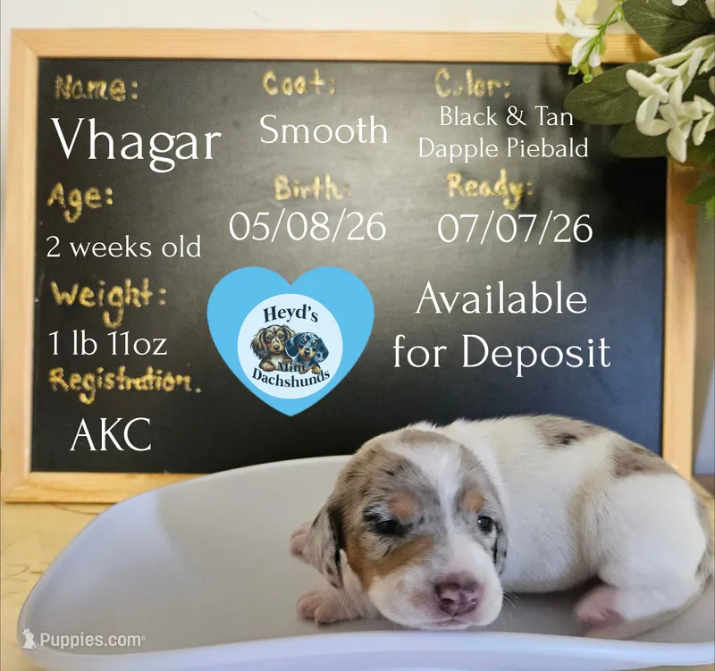 Vhagar – Dachshund puppy for sale in Hoquiam, WA