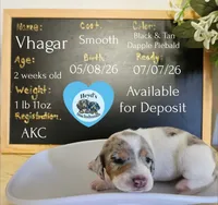 Vhagar, a male Dachshund for sale in Hoquiam, WA – 1 of 6