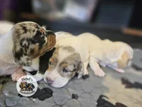 Vhagar, a male Dachshund for sale in Hoquiam, WA – 6 of 6