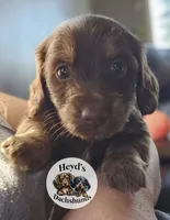 Fox, a male Miniature Dachshund for sale in Hoquiam, WA – 4 of 6