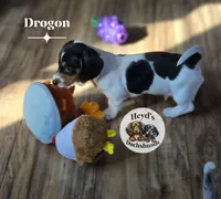 Drogon, a male Dachshund for sale in Hoquiam, WA – 5 of 10