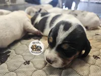 Drogon, a male Dachshund for sale in Hoquiam, WA – 4 of 4