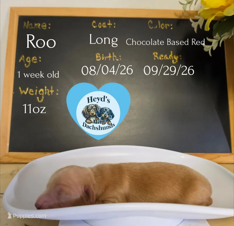 Roo – Miniature Dachshund puppy for sale in Hoquiam, WA