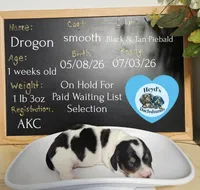 Drogon, a male Dachshund for sale in Hoquiam, WA – 3 of 4