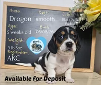 Drogon, a male Dachshund for sale in Hoquiam, WA – 3 of 10