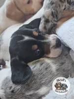 Drogon, a male Dachshund for sale in Hoquiam, WA – 4 of 10