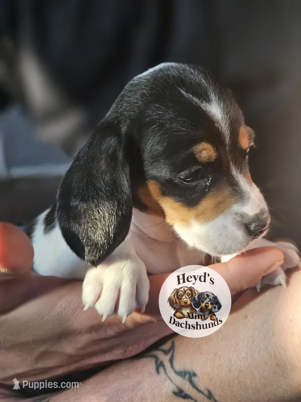 Drogon – Dachshund puppy for sale in Hoquiam, WA