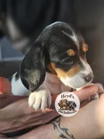 Drogon, a male Dachshund for sale in Hoquiam, WA – 1 of 10