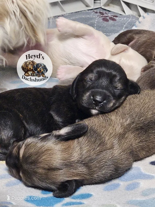 Nebula – Miniature Dachshund puppy for sale in Hoquiam, WA