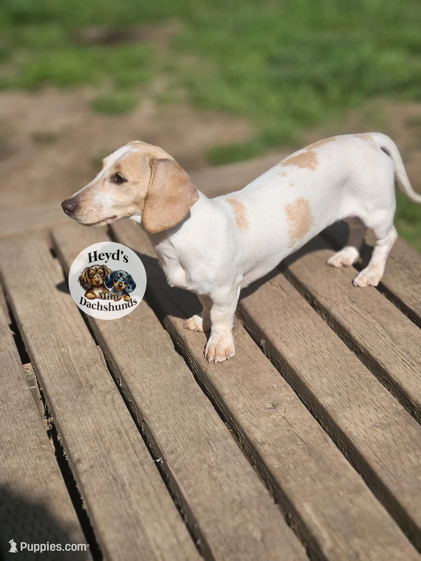 Pandora, a female Miniature Dachshund for sale in Hoquiam, WA – Photo 3 of 4