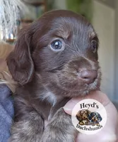Fox, a male Miniature Dachshund for sale in Hoquiam, WA – 3 of 6