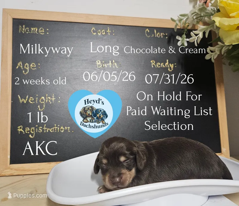 Milkyway  – Miniature Dachshund puppy for sale in Hoquiam, WA