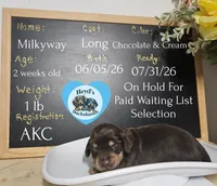 Milkyway , a male Miniature Dachshund for sale in Hoquiam, WA – 1 of 1