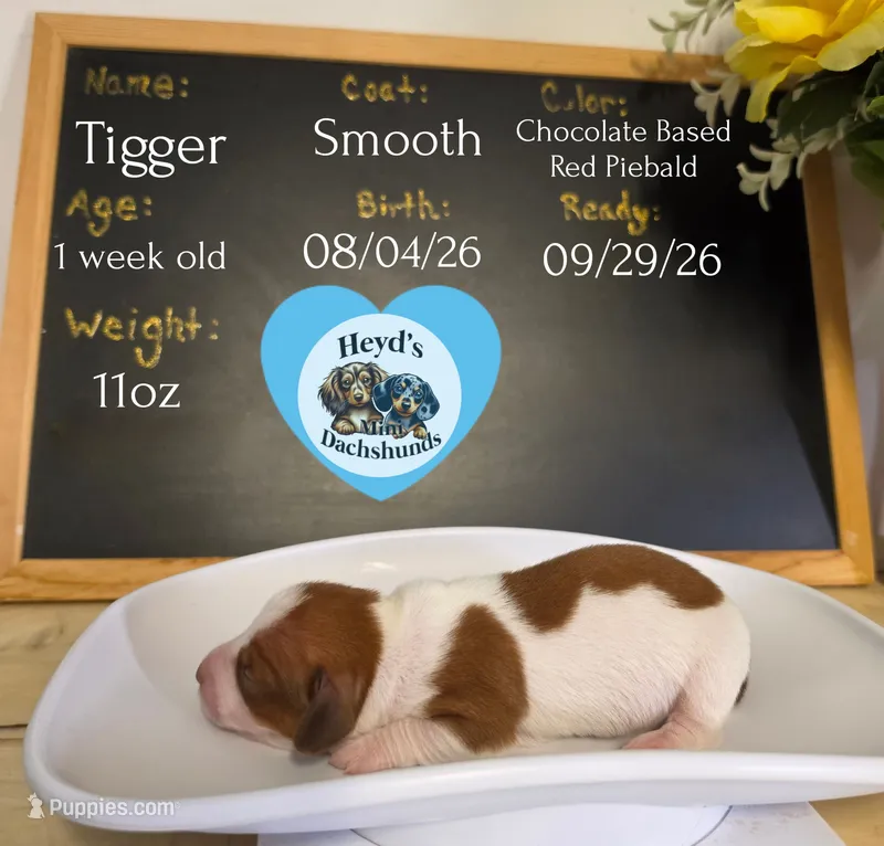 Tigger – Miniature Dachshund puppy for sale in Hoquiam, WA