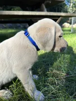 AKC Blue Boy, a male Labrador Retriever for sale in Trout Lake, WA – 5 of 6