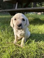 AKC Yellow Boy, a male Labrador Retriever for sale in Trout Lake, WA – 4 of 6