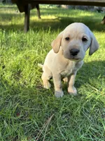 AKC Green Boy, a male Labrador Retriever for sale in Trout Lake, WA – 2 of 5