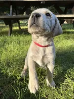 AKC Red Boy, a male Labrador Retriever for sale in Trout Lake, WA – 3 of 4