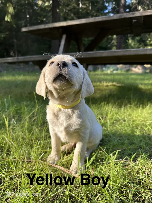 AKC Yellow Boy – Labrador Retriever puppy for sale in Trout Lake, WA