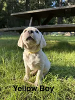 AKC Yellow Boy, a male Labrador Retriever for sale in Trout Lake, WA – 1 of 6