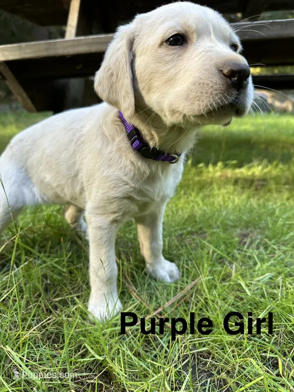 AKC Purple girl – Labrador Retriever puppy for sale in Trout Lake, WA