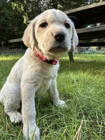 AKC Pink Girl, a female Labrador Retriever for sale in Trout Lake, WA – 4 of 4