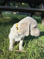 AKC Yellow Boy, a male Labrador Retriever for sale in Trout Lake, WA – 2 of 6