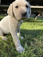 AKC Blue Boy, a male Labrador Retriever for sale in Trout Lake, WA – 6 of 6