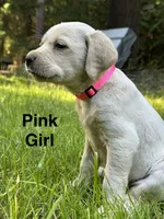 AKC Pink Girl, a female Labrador Retriever for sale in Trout Lake, WA – 1 of 4