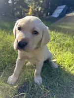 AKC Blue Boy, a male Labrador Retriever for sale in Trout Lake, WA – 3 of 6