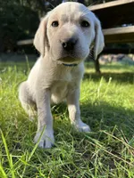 AKC Blue Boy, a male Labrador Retriever for sale in Trout Lake, WA – 4 of 6