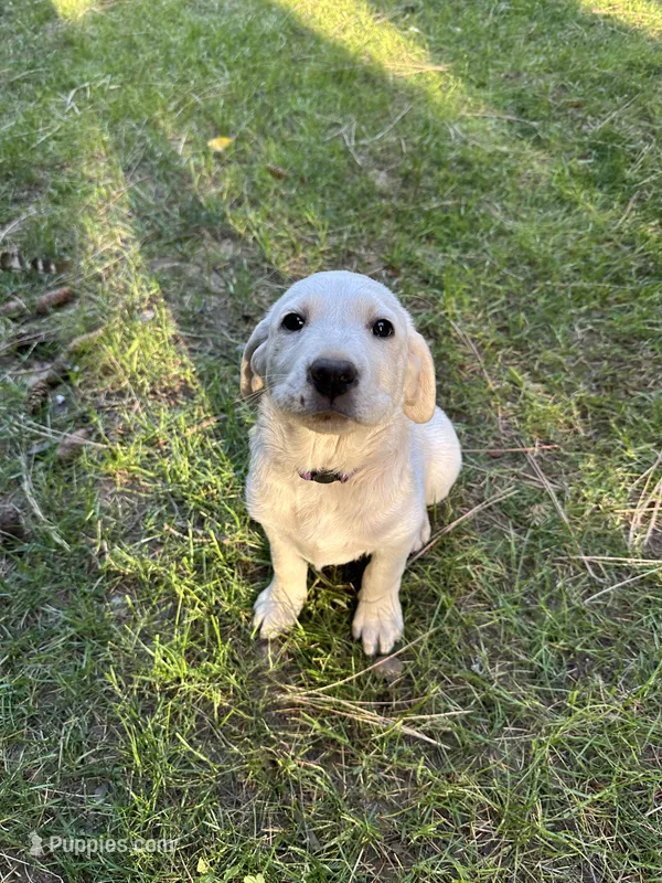 AKC Purple girl – Labrador Retriever puppy for sale in Trout Lake, WA