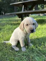 AKC Green Boy, a male Labrador Retriever for sale in Trout Lake, WA – 4 of 5