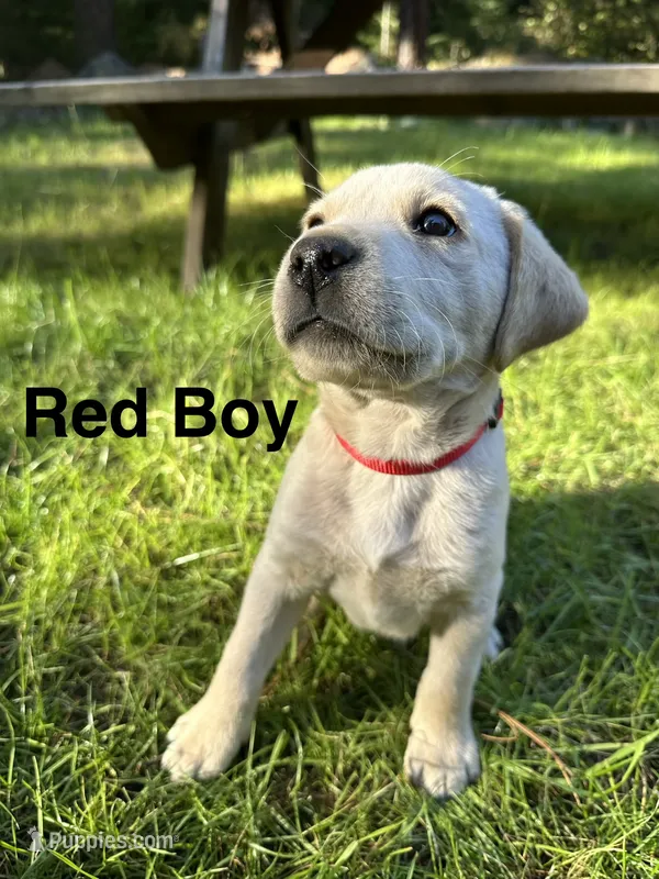 AKC Red Boy – Labrador Retriever puppy for sale in Trout Lake, WA