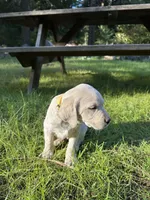 AKC Yellow Boy, a male Labrador Retriever for sale in Trout Lake, WA – 5 of 6