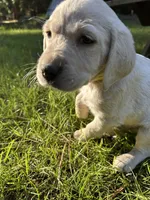 AKC Yellow Boy, a male Labrador Retriever for sale in Trout Lake, WA – 3 of 6