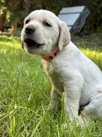 AKC Pink Girl, a female Labrador Retriever for sale in Trout Lake, WA – 2 of 4