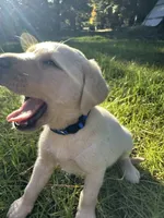 AKC Blue Boy, a male Labrador Retriever for sale in Trout Lake, WA – 2 of 6
