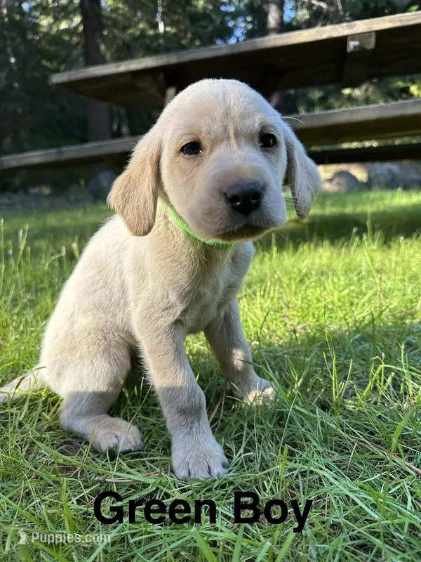 AKC Green Boy – Labrador Retriever puppy for sale in Trout Lake, WA