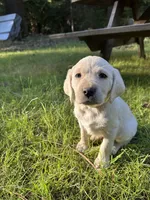 AKC Yellow Boy, a male Labrador Retriever for sale in Trout Lake, WA – 6 of 6