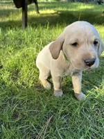 AKC Green Boy, a male Labrador Retriever for sale in Trout Lake, WA – 3 of 5