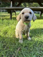 AKC Green Boy, a male Labrador Retriever for sale in Trout Lake, WA – 5 of 5