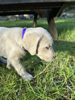 AKC Purple girl, a female Labrador Retriever for sale in Trout Lake, WA – 3 of 3