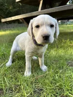 AKC Purple girl, a female Labrador Retriever for sale in Trout Lake, WA – 2 of 3