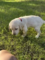 AKC Red Boy, a male Labrador Retriever for sale in Trout Lake, WA – 4 of 4