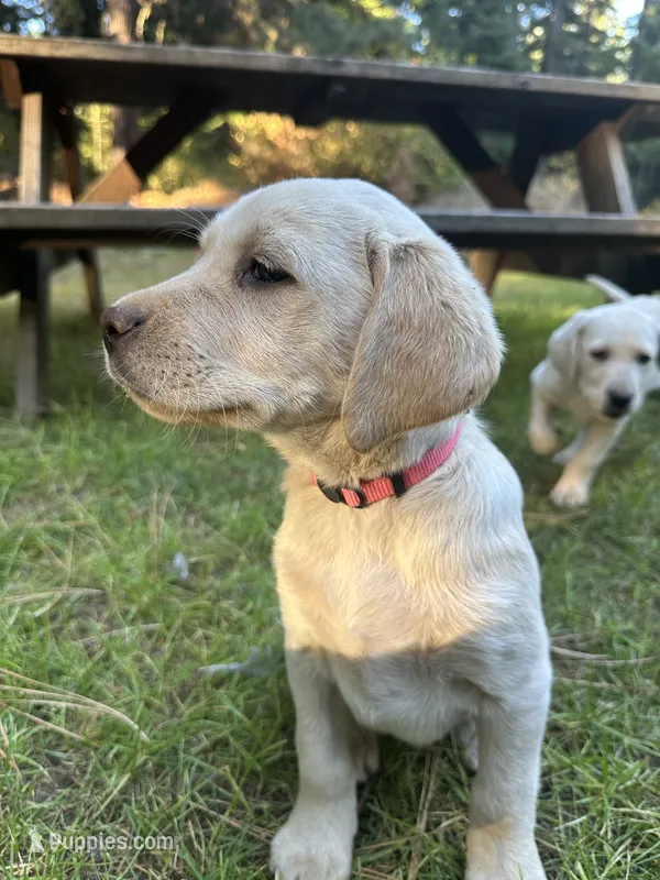 AKC Pink Girl – Labrador Retriever puppy for sale in Trout Lake, WA
