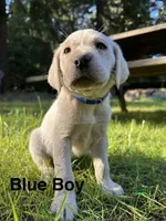 AKC Blue Boy, a male Labrador Retriever for sale in Trout Lake, WA – 1 of 6